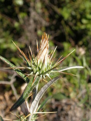 Ptilostemon stellatus