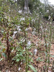 Erechtites hieraciifolius