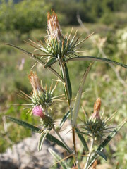Ptilostemon stellatus