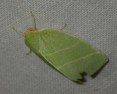 Bena bicolorana