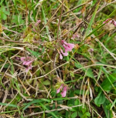 Odontites vernus