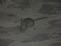 Elephantulus edwardii