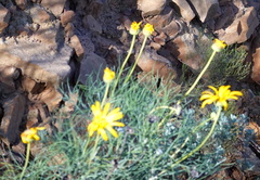 Euryops speciosissimus