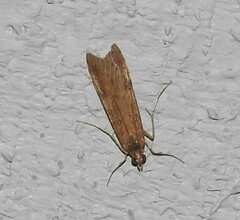 Nomophila nearctica