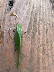 Microcentrum rhombifolium