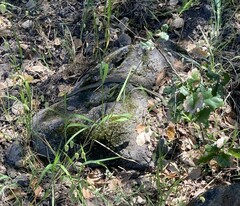 Coluber constrictor mormon