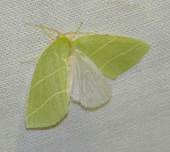 Bena bicolorana