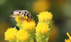 Dialictus