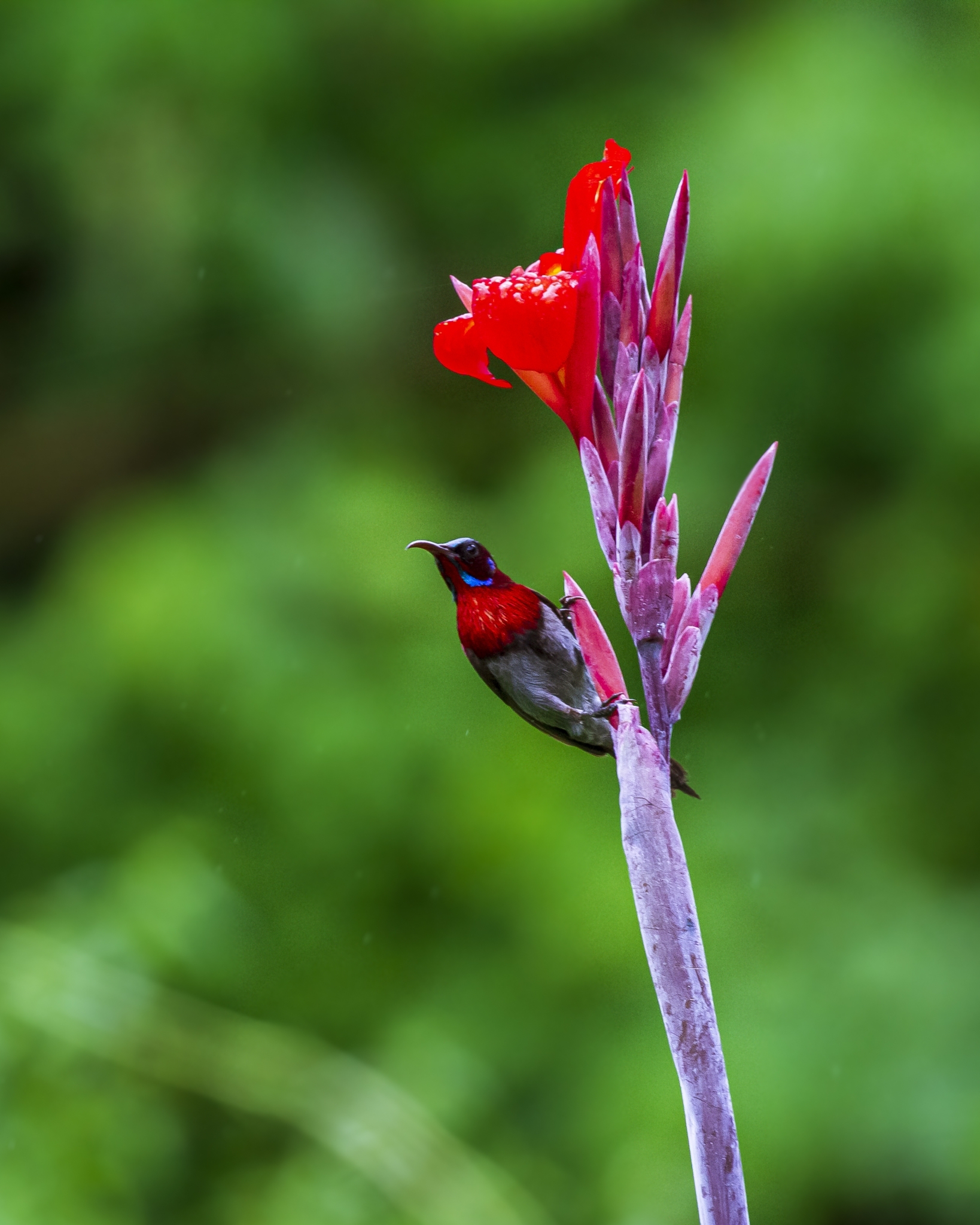 Vigors's Sunbird illustration
