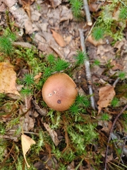 Suillus variegatus