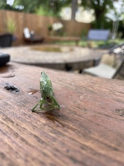 Microcentrum rhombifolium