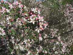 Philotheca verrucosa