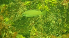 Ctenolabrus rupestris