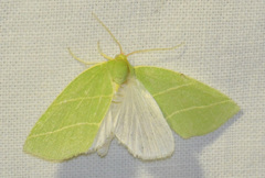 Bena bicolorana