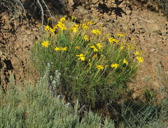 Euryops speciosissimus