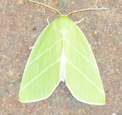 Bena bicolorana