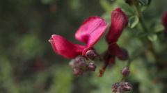 Indigofera spinescens