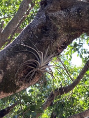 Tillandsia pohliana