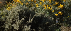 Calobota