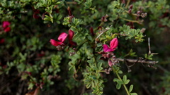 Indigofera spinescens