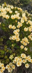 Leucadendron strobilinum