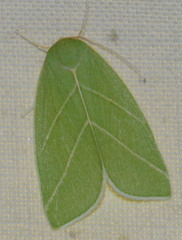 Bena bicolorana