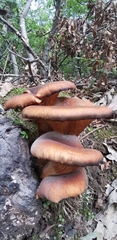 Omphalotus olearius