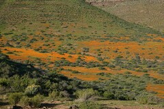 Dimorphotheca sinuata