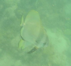 Platax boersii
