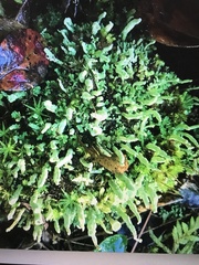 Cladonia ochrochlora