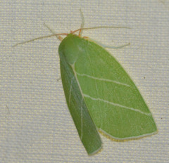 Bena bicolorana