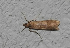 Nomophila nearctica