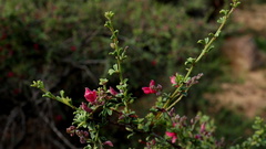 Indigofera spinescens