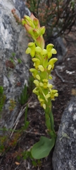Disa comosa
