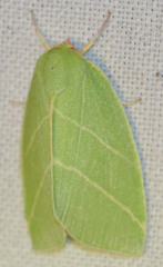 Bena bicolorana