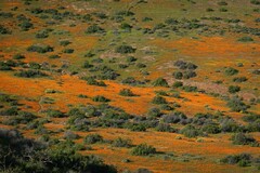 Dimorphotheca sinuata