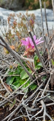 Disperis capensis brevicaudata