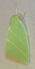 Bena bicolorana