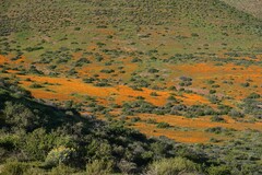 Dimorphotheca sinuata