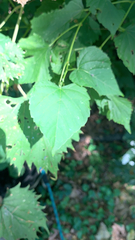 Ampelopsis cordata