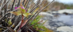 Disperis capensis brevicaudata