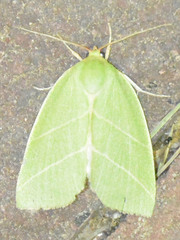 Bena bicolorana
