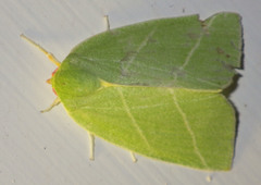 Bena bicolorana