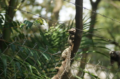 Callithrix jacchus × penicillata