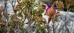 Disperis capensis brevicaudata
