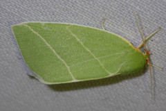 Bena bicolorana