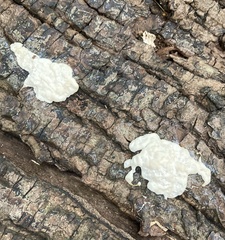 Reticularia lycoperdon