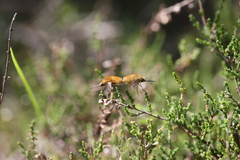 Bombyliini
