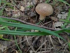 Boletus reticulatus