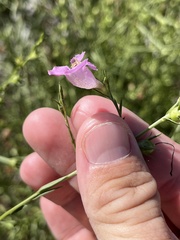 Agalinis heterophylla